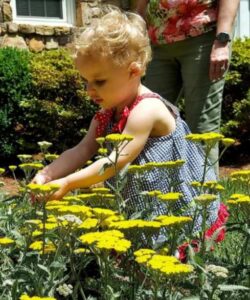 Grace's granddaughter, a toddler with curly blond hair and wearing a blue dress, stands in yellow flowers in Grace's garden.