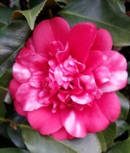 A bright pink camellia from Grace's yard is pictured in full bloom. The image is a close-up of the flower taken from above, so that the full circular appearance of the flower is captured.